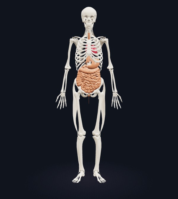 The 3D male body — skeleton and viscera
